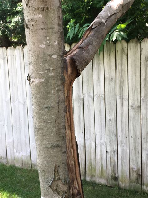 Maple Tree Bark Peeling 462658 Ask Extension