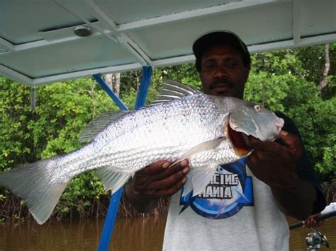 Anda juga bisa membaca cara mancing ikan … lengkap! There's Big Barra's That Still Lies at Timika Estuaries (2)