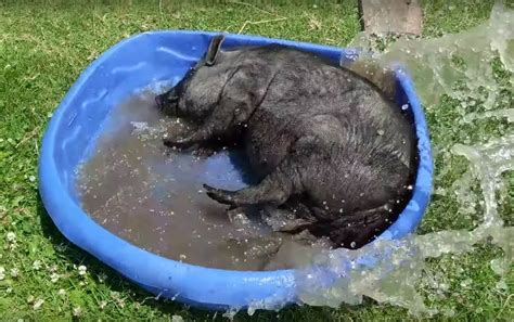 The Neatest Animal Ever Adorable Black Pig Is Happy To Play In Pool