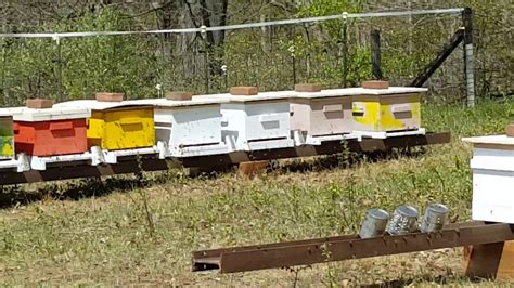 Bee Yard Beehives Packages Installed 2015 Youtube