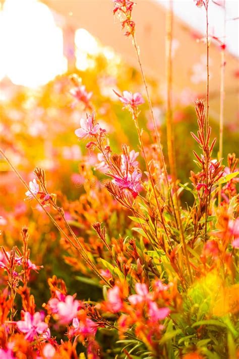 Pink Flowers On The Sunset Stock Photo Image Of Rural 72745568