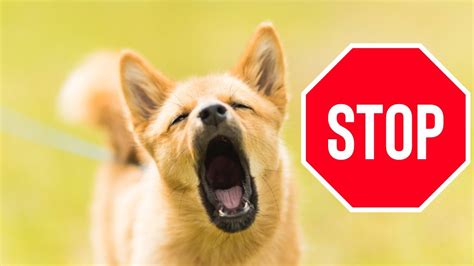 3 Steps To Stop Dogs Barking Life Hacks For Dog Owners Youtube
