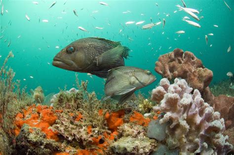 Climate Change Is Causing Marine Species To Disappear From Their