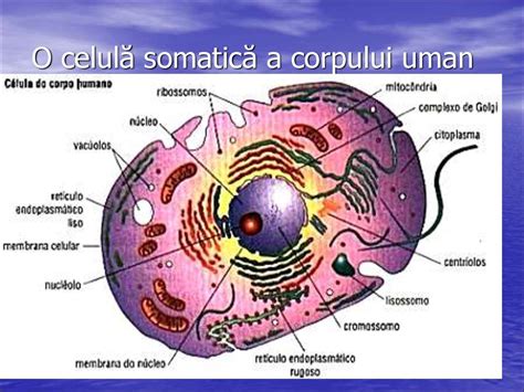 O Que é Celula Somatica Edubrainaz