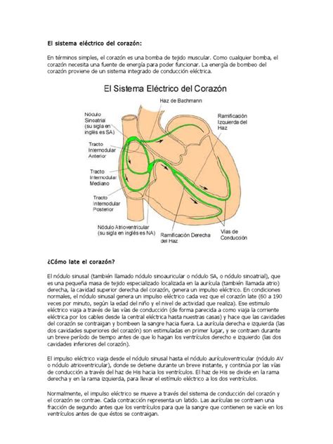 El Sistema Electrico Del Corazon Ecocardiografía Electrocardiografia