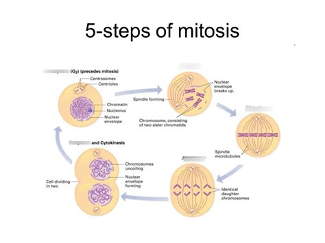 Steps Of Mitosis Diagram Quizlet