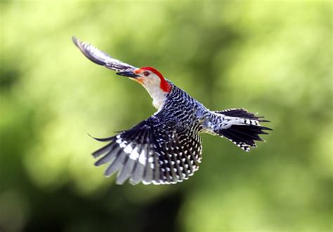 Red Bellied Woodpecker Flight Photograph By David Lester Fine Art America
