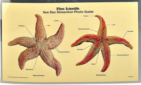 Sea Star Dissection Photo Guide Pkg Of 5 Flinn Scientific