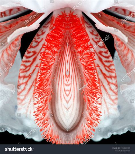 Sex Pussy Vulva Clitoris Vagina Orgasm Stock Photo 2158087179