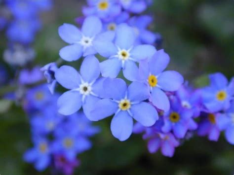 State Flower Of Alaska Alaskas State Flower The Forget Me Not Geosymbols Pretty Flowers