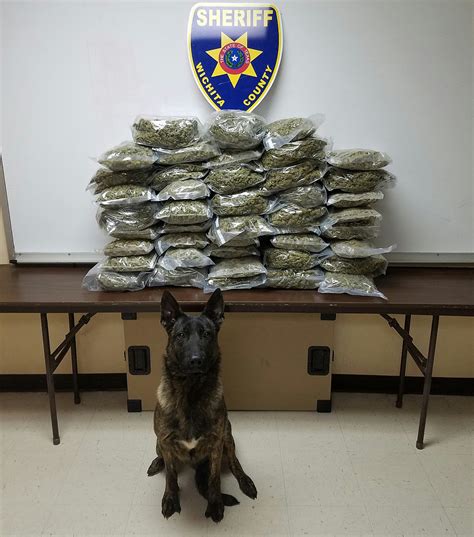 another week another large pot bust near wichita falls on u s 287