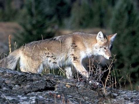 Ridgewood Police Warn Of Coyotes In Town Ridgewood Nj Patch