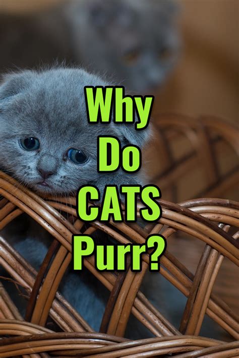 Why Do Cats Artofit