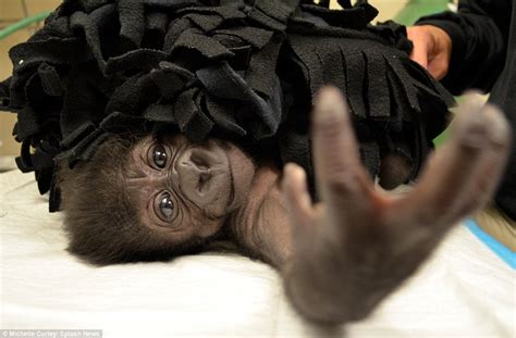 Touching Photographs Show Kamina The Five Week Old Gorilla With Her