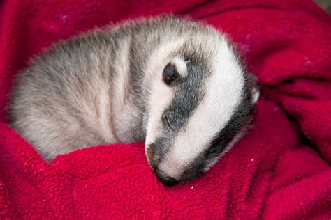 Sleeping Badger Stock Photos Pictures And Royalty Free Images Istock