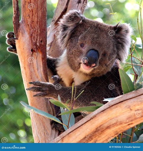 Victorian Koala In A Eucalyptus Tree Stock Photo Image Of Branch