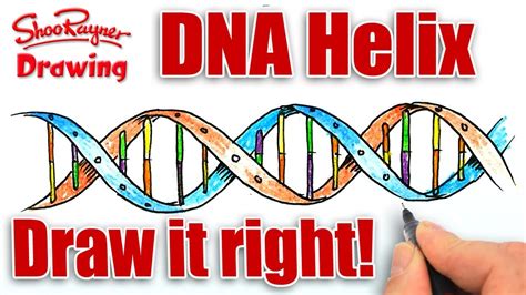 How To Draw A Double Helix Step By Step How To Draw Dna Really Easy