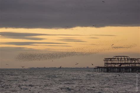 Starling Murmuration At The West Pier Remains Brighton Su Howard