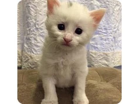 Please note, these dogs are from rescues and shelters nationwide and are not available through the aspca. Rescued Kittens and Cats Available For Adoption Near ...