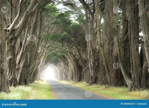 Road Covered By A Canopy Of Trees Stock Photo Image Of California