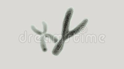 X Chromosom Z DNA Helix Inside I Y Na Lekkim Tle Zbiory - Video ...