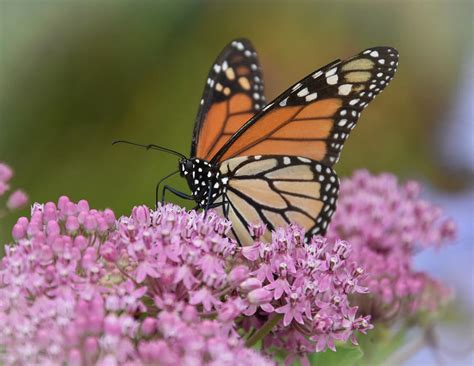 Beautiful Monarch Photograph By Dara Buckley Fine Art America