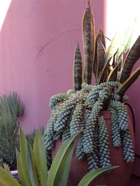 Cette plante succulente est originaire d'afrique et de la péninsule arabique. I took this idea from a book and it was also on Pinterest ...