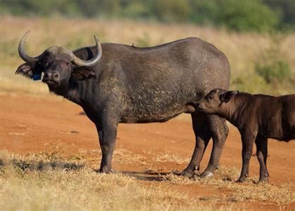 How did you get into buffalo breeding? This is the R4 million buffalo Cyril Ramaphosa just sold ...