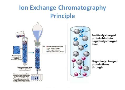 How Does Ion Exchange Chromatography Resin Work Faq Taiyuan