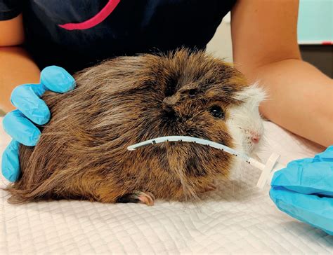 The Veterinary Nurse Endotracheal Intubation Of Small Exotic Mammals