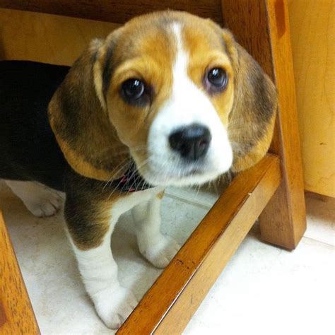 Pin On Beagle