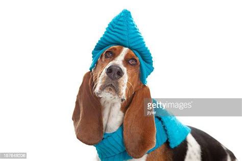 Dog Hat Scarf Photos And Premium High Res Pictures Getty Images