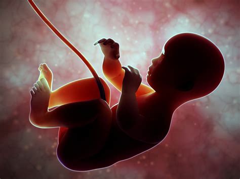 The Future Of Fertility Womb Transplant Embryo Freezing