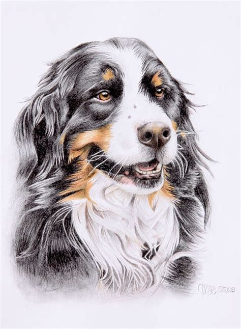 Sennenhund Dog Art Bernese Mountain Dog Dog Canvas Art