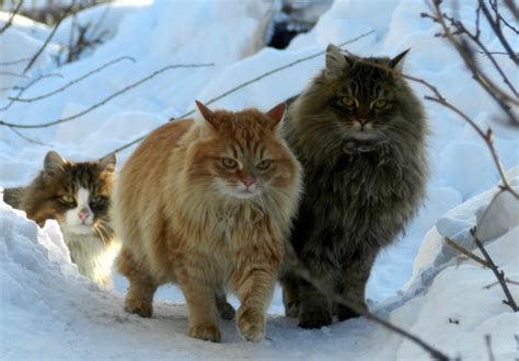 Norwegian Forest Cats Norwegian Forest Cat Fluffy Cat Breeds