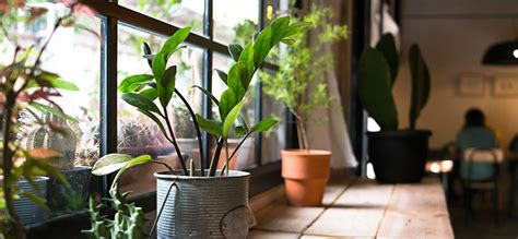 Grow Your Own Fresh Air With House Plants Health And Wellness Spec