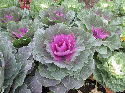 Chou Dornement Brassica Oleracea Cabbage Photograph By Dominique