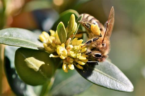 Riverside Bee Removal 7 Things You Didnt Know About Bees