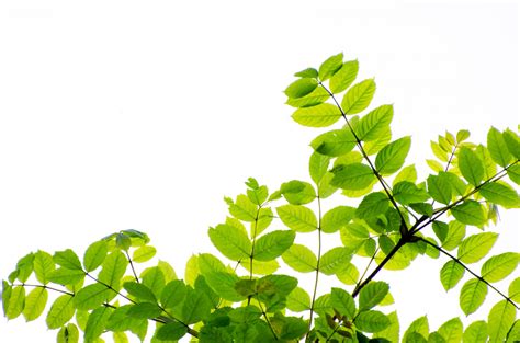 Green Leaves And Branches Free Stock Photo Public Domain Pictures