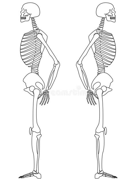 Skeleton Side Profile Drawing