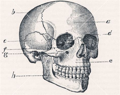 Human Skull Drawing Medical Journal Black And White Antique Vintage