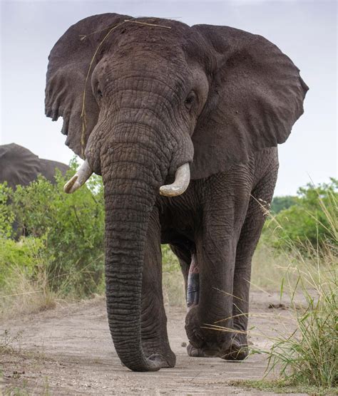 Male african elephant | African bush elephant, African elephant
