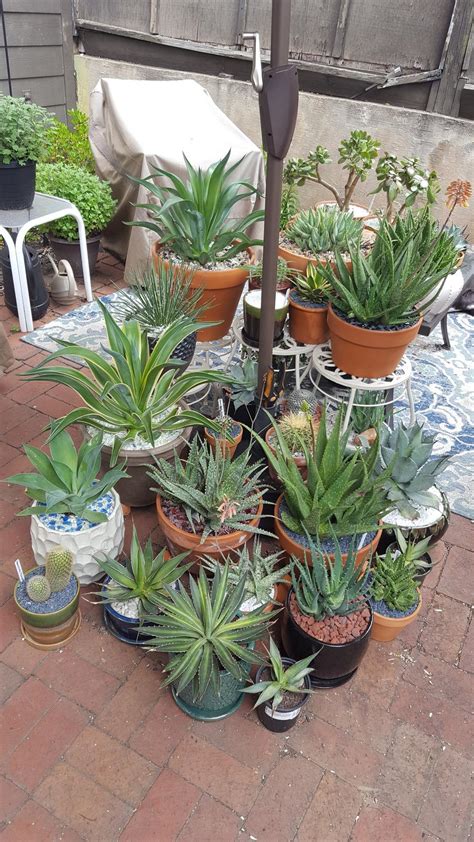 Cactus And Succulents Forum Ideas For Partial Shade Plus Rain