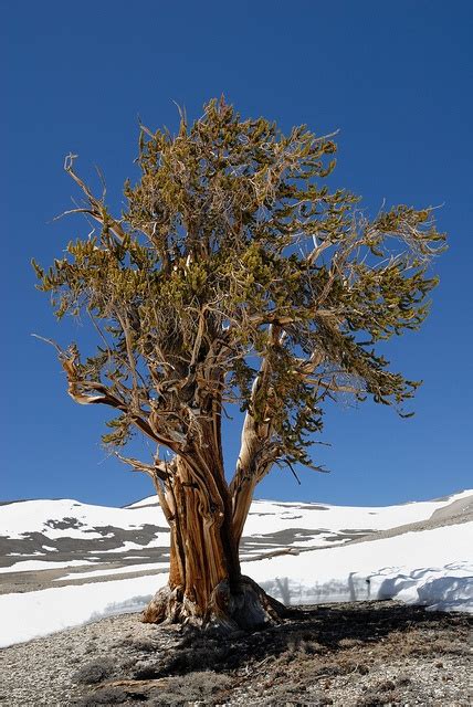 17 Best Images About Bristlecone Pines On Pinterest