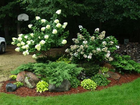 Landscaping Hydrangeas With Evergreens Limelight