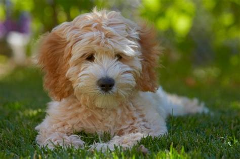 How Much Should I Feed My 1 Year Old Labradoodle Quora