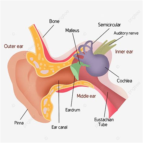 Human Tissue Png Picture Medical Teaching Illustration Of Human Ear