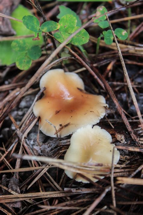 Random Mushrooms Found In Ga Forest Id Help 3 Mushroom Hunting