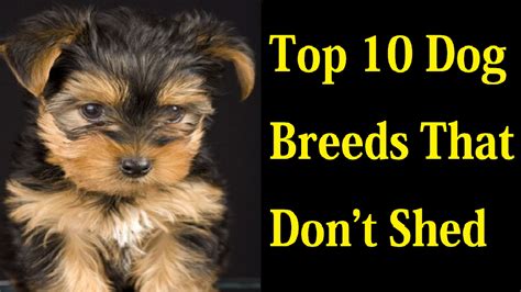 Top 10 Dog Breeds That Dont Shed Youtube