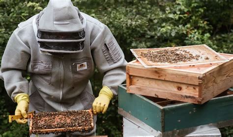 How To Perform A Beehive Inspection In Under 20 Minutes Beekeeping 101